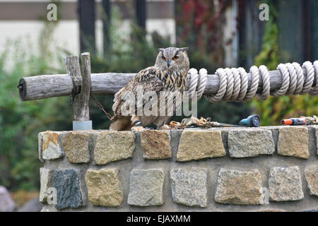 Siberian eagle oll a Potsdam, Germania Foto Stock