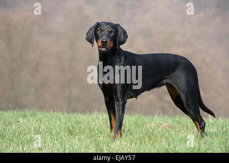 Nero austriaco e Tan Hound Foto Stock