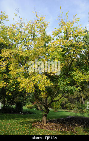 Hackberry comune Foto Stock