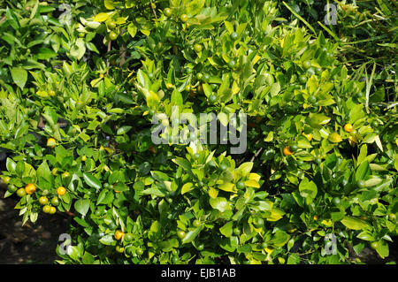 Calamondin Foto Stock