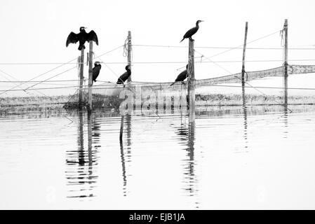 I cormorani in reti da parte della baia Foto Stock