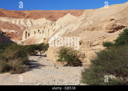 Scenic escursione nella gola Foto Stock