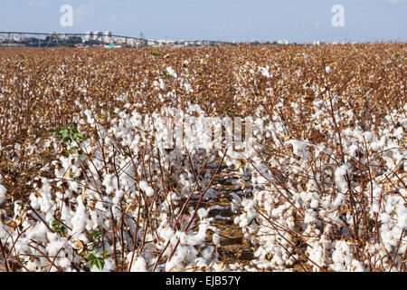 campi di cotone Foto Stock