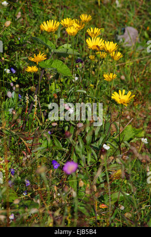 Willow-leaf oxeye, Buphthalmum salicifolium Foto Stock