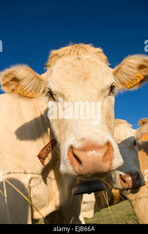 Faccia della mucca in pascolo FAVEROLLES CANTAL AUVERGNE FRANCIA Foto Stock