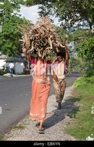 Le donne che trasportano carichi pesanti di legna da ardere, West Bengal, India Foto Stock