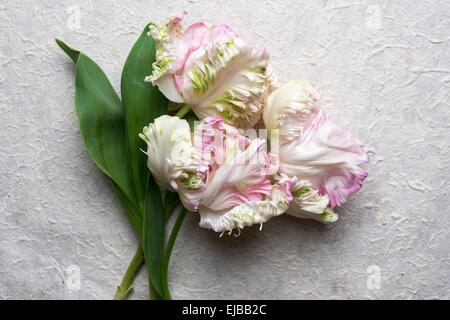 Tulipa (tulip) Weber Parrot Foto Stock