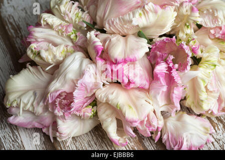 Tulipa (tulip) Weber Parrot Foto Stock