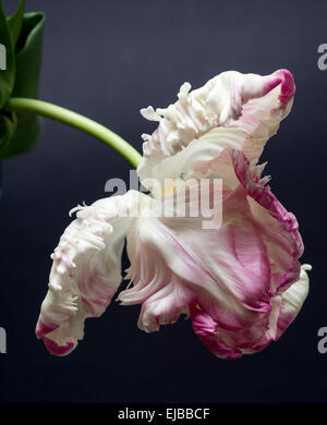 Tulipa (tulip) Weber Parrot Foto Stock