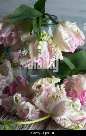 Tulipa (tulip) Weber Parrot Foto Stock