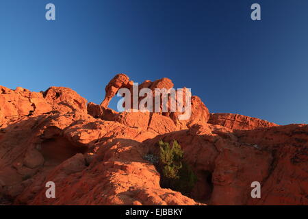 Elephant Rock della Valle del Fuoco Nevada Foto Stock