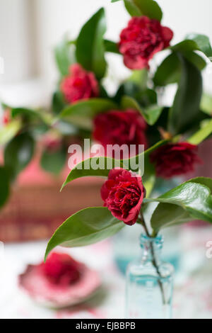 Fiori di taglio di red camellia in vasi blu con vintage libri di fronte a una finestra Foto Stock