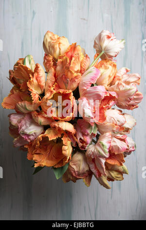 Albicocca e salmone pappagallo tulipani nel bouquet Foto Stock