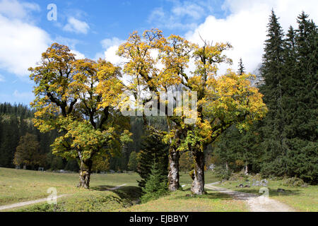 Kleiner Ahornboden Foto Stock