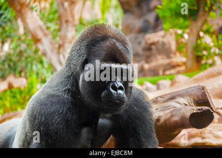 Scimmia Gorilla nel parco a Tenerife Canarie Foto Stock