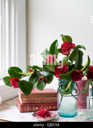 Fiori di taglio di red camellia in vasi blu con vintage libri di fronte a una finestra Foto Stock