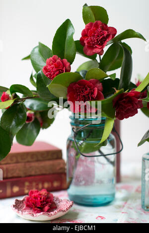 Fiori di taglio di red camellia in vasi blu con vintage libri di fronte a una finestra Foto Stock