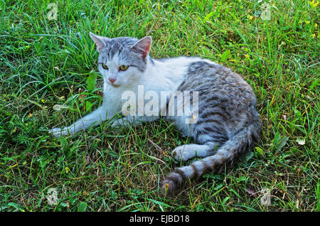 Cat giace sull'erba. Foto Stock