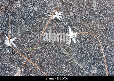 Coperto di brina reed, Lapponia, Svezia Foto Stock
