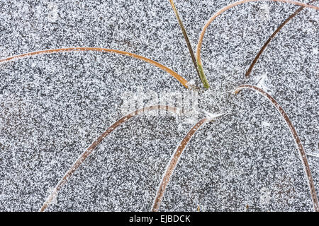 Coperto di brina reed, Lapponia, Svezia Foto Stock
