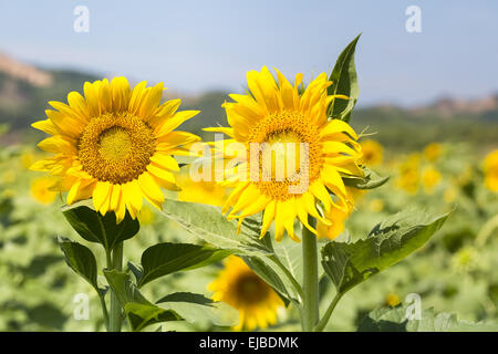 Due fiori di girasole in piena fioritura Foto Stock