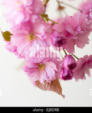 Fiori di Prunus serrulata Kwanzan, Kwanzan ciliegio in primavera Foto Stock