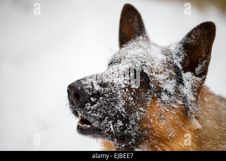 Close-up pastore tedesco con il muso nella neve Foto Stock