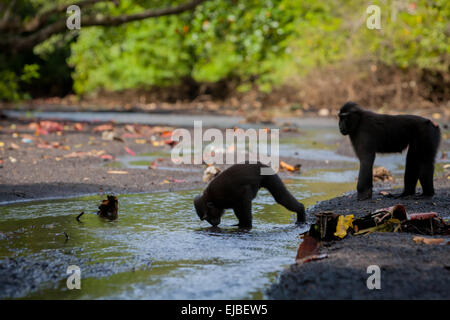 Un macaco crestato nero Sulawesi (Macaca nigra) sta bevendo da un ruscello vicino a una spiaggia nella riserva naturale di Tangkoko, Sulawesi settentrionale, Indonesia. Foto Stock