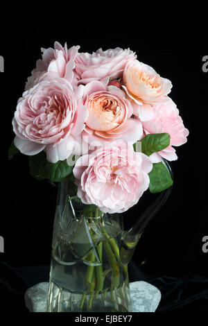 Rosa Regina di Svezia, David Austin rosa inglese, tagliata e in vaso Foto Stock