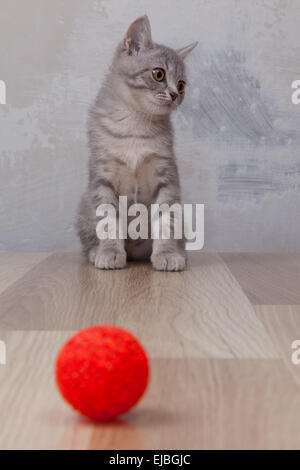 Piccolo gattino con piccola sfera rossa Foto Stock