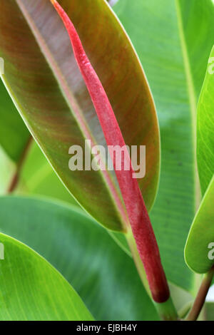 Albero della gomma Foto Stock