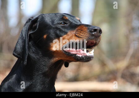 Nero austriaco e Tan Hound Foto Stock