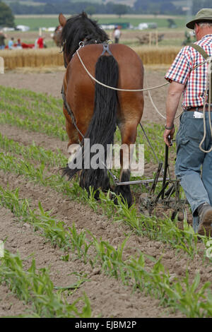 Aratro con cavallo Foto Stock