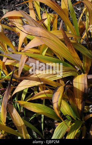 Massa cinese orchid Foto Stock