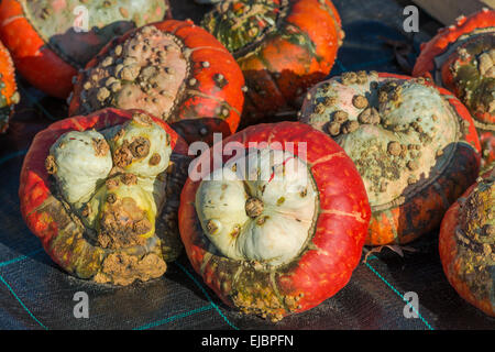 Zucca turbante Foto Stock