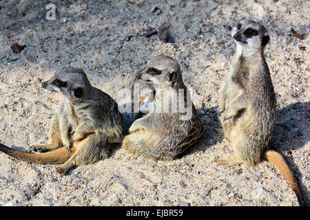 Tre meerkats nella sabbia Foto Stock