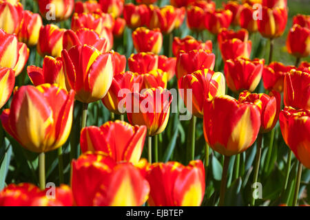 Fiori - sullo sfondo della natura Foto Stock