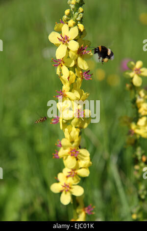 Mullein, impianto di velluto Foto Stock