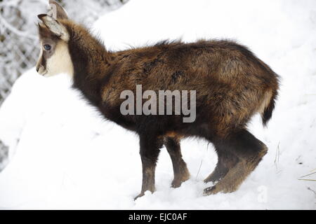 I giovani camosci nella neve Foto Stock