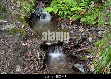 acqua di sorgente Foto Stock