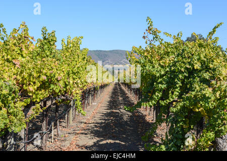 Vigneto in autunno Foto Stock