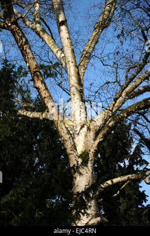 Betulla di carta Foto Stock