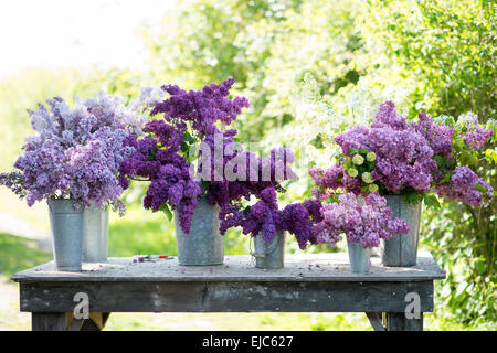 Tagliare i gambi dei fiori lilla (Syringa vulgaris) e Snowball Bush (Viburnum opulus 'Roseum') in primavera Foto Stock