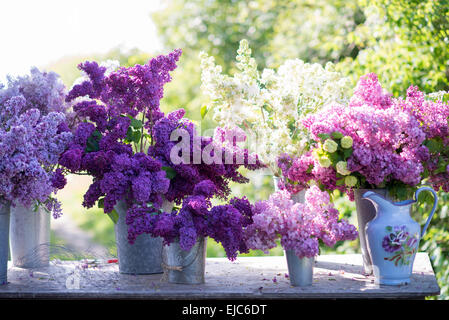 Tagliare i gambi dei fiori lilla (Syringa vulgaris) e Snowball Bush (Viburnum opulus 'Roseum') in primavera Foto Stock