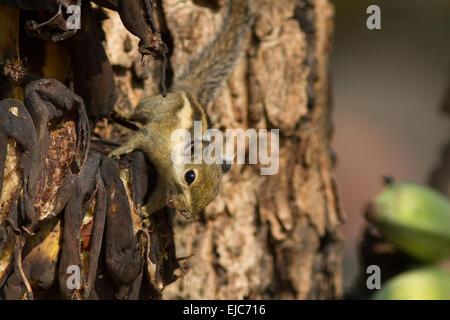 Himalayan scoiattolo striato Foto Stock