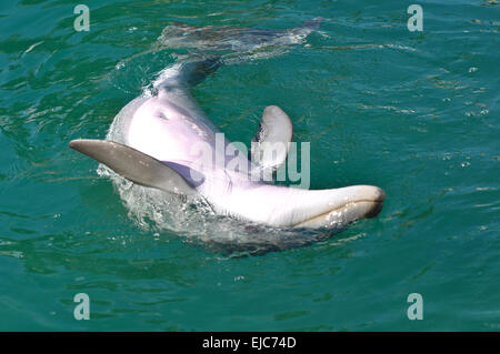 Il tursiope o delfino maggiore nuoto a testa in giù Foto Stock