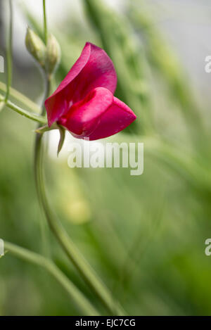 Pisello dolce (Lathyrus odoratus) Dynasty Foto Stock