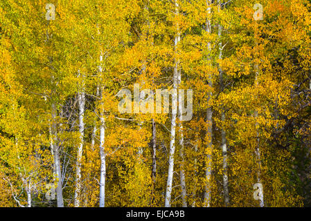 Aspen alberi in autunno Foto Stock