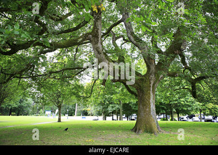 Un enorme albero verdeggiante in Muckross giardini. Foto Stock