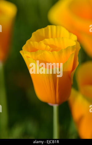 California Orange Poppy Macro Close Up Foto Stock